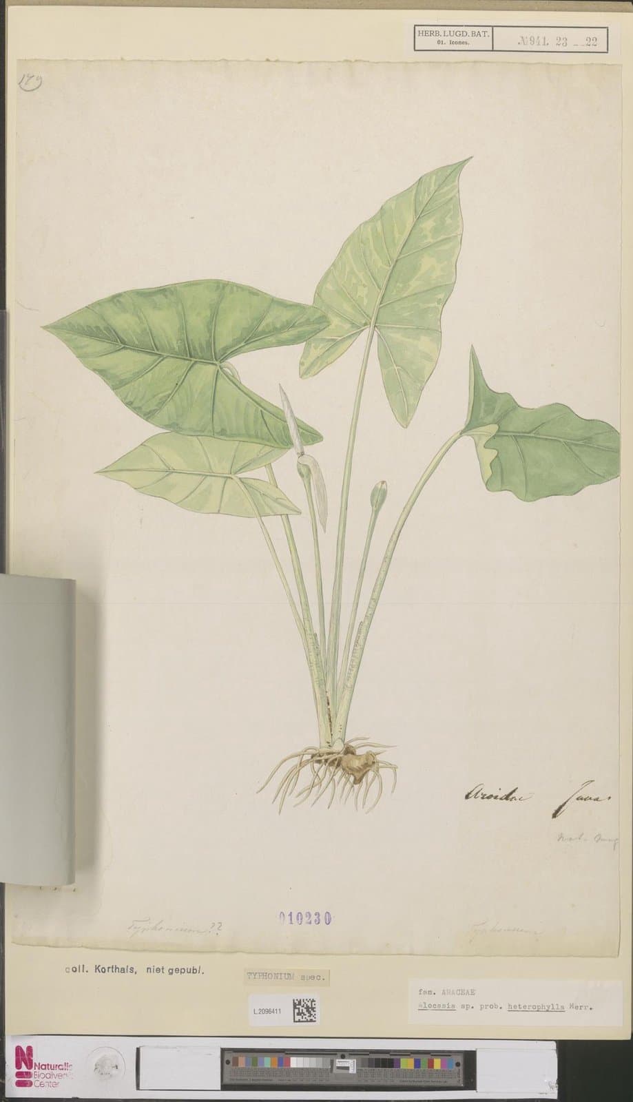 Alocasia heterophylla (C.Presl) Merr.