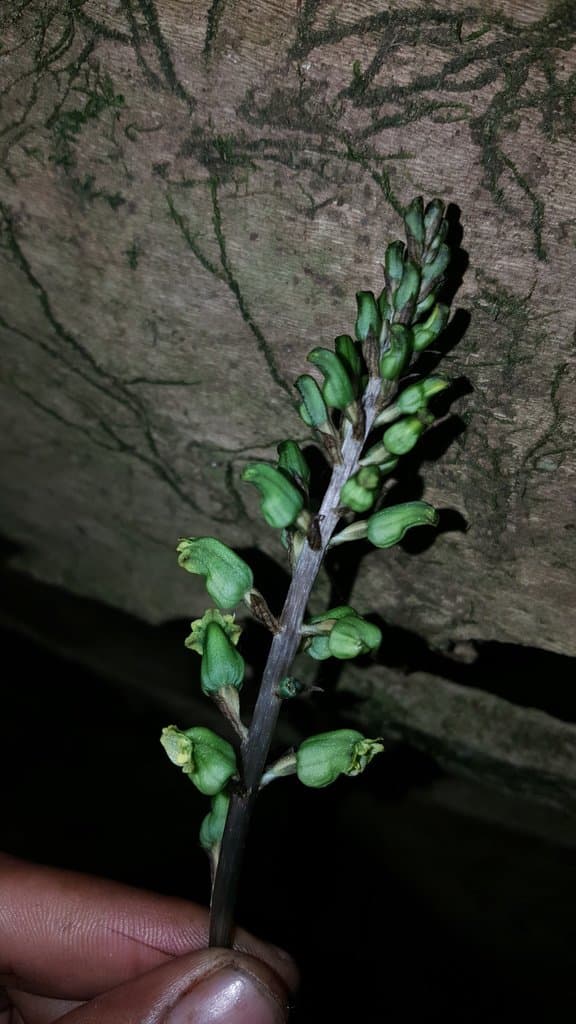 Gastrodia elatoides W.C.Huang, G.W.Hu & Q.F.Wang