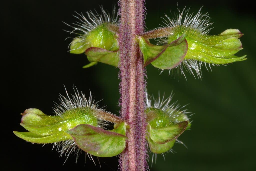 Perilla frutescens (L.) Britton
