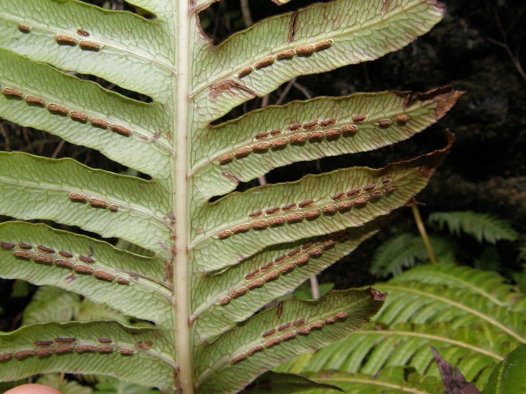 Woodwardia radicans (L.) Sm.
