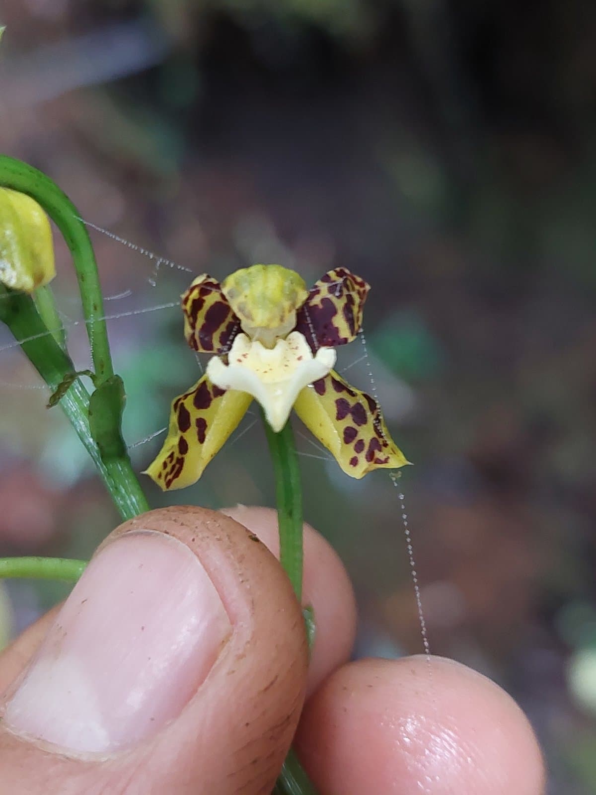 Warreopsis colorata (Linden & Rchb.f.) Garay