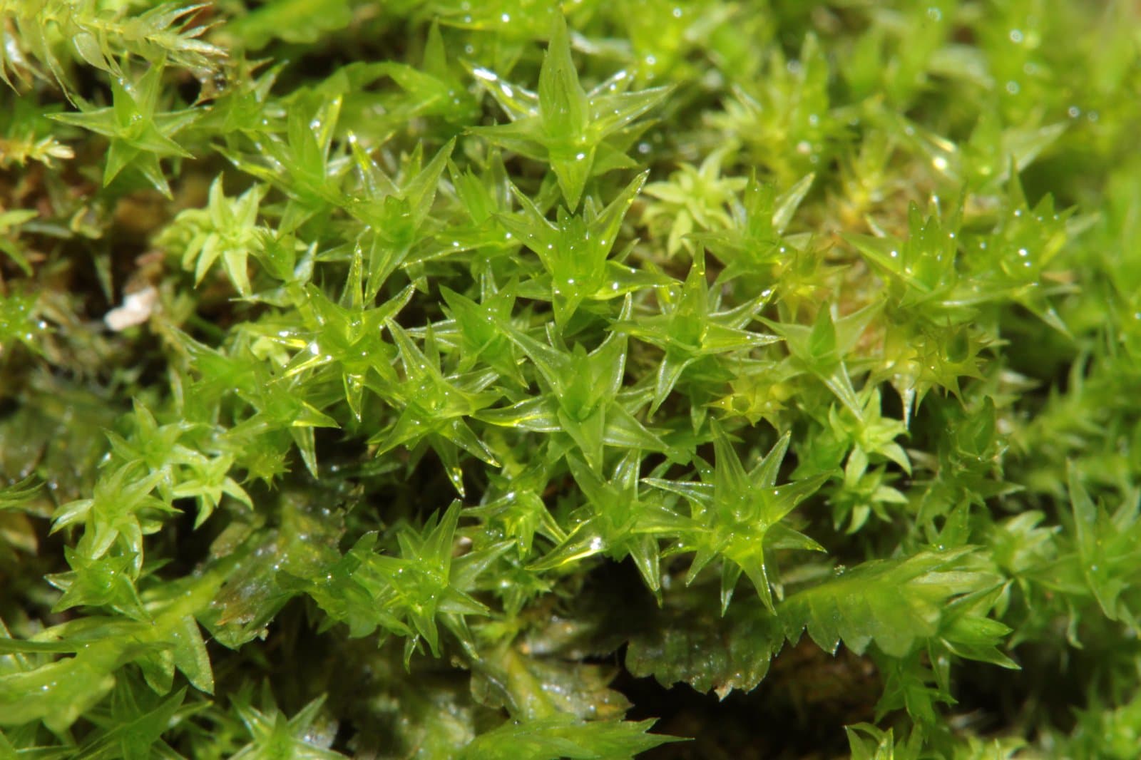 Didymodon luridus Hornsch.
