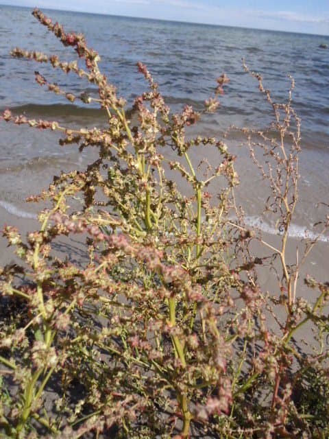 Atriplex littoralis L.
