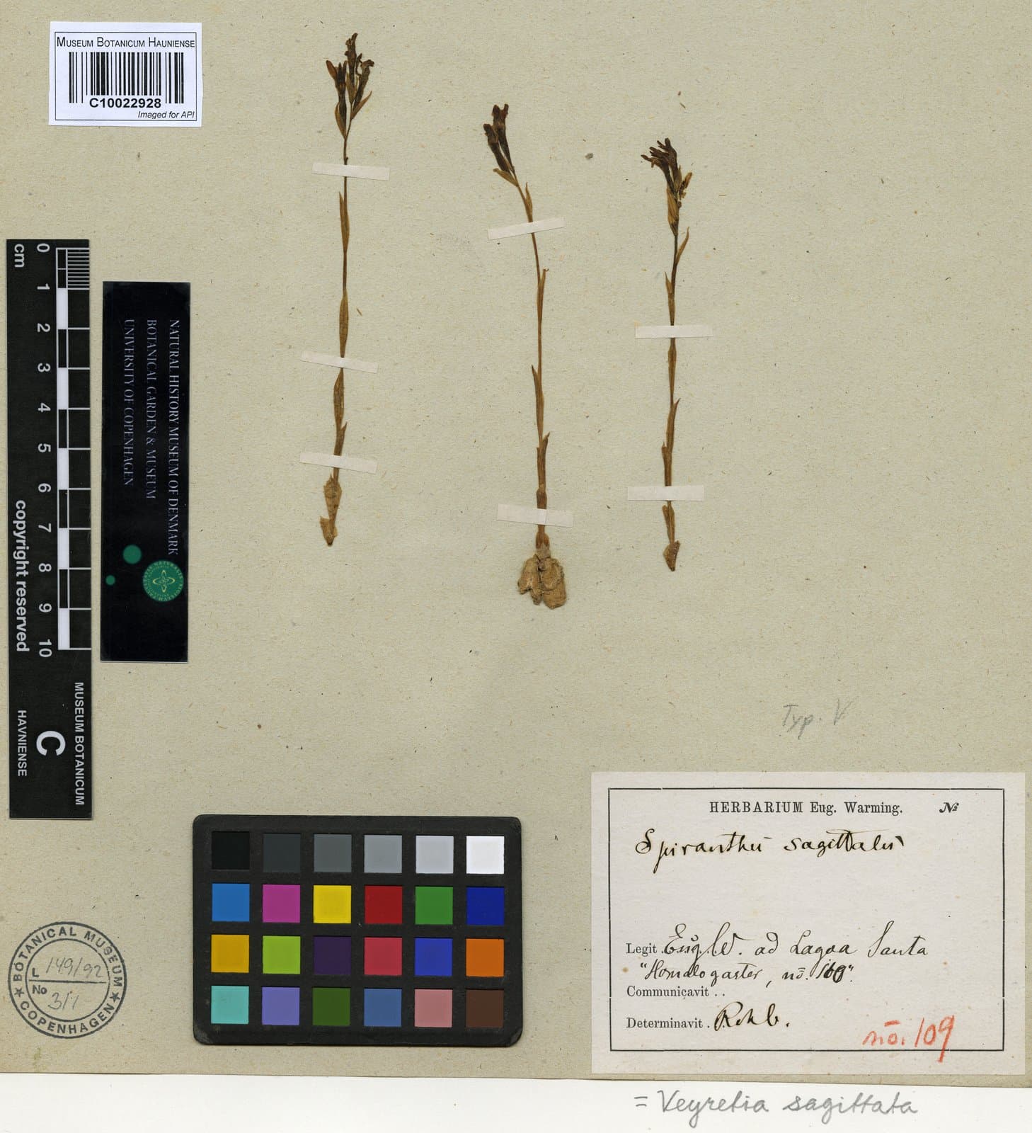 Veyretia sagittata (Rchb.f. & Warm.) Szlach.