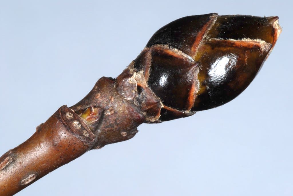 Liquidambar styraciflua L.