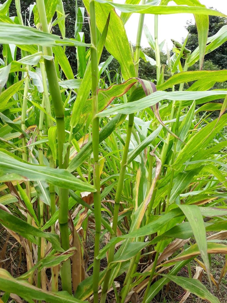 Zea perennis (Hitchc.) Reeves & Mangelsd.