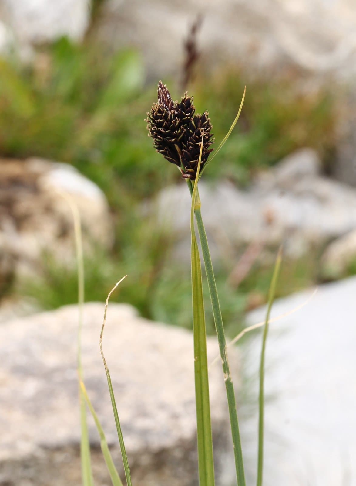 Carex parviflora Host