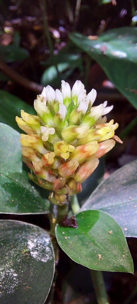 Vrydagzynea formosana Hayata
