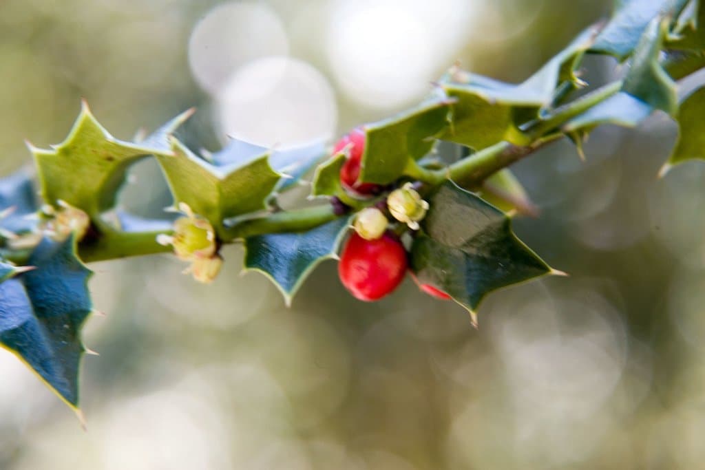Ilex pernyi Franch.