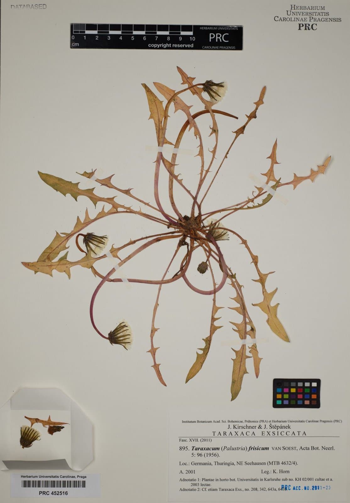 Taraxacum frisicum Soest