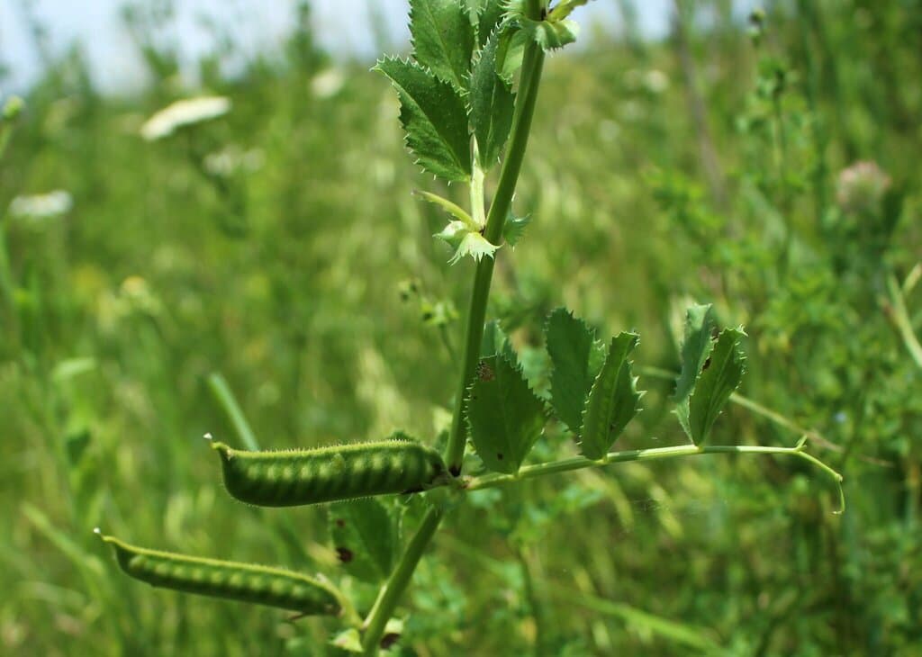 Vicia serratifolia Jacq.