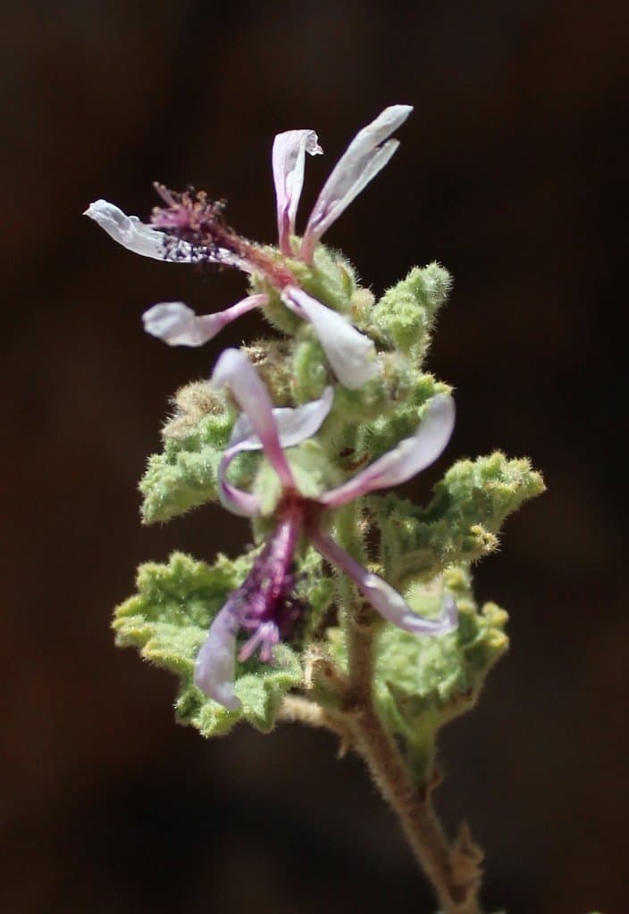 Anisodontea reflexa (H.L.Wendl.) D.M.Bates
