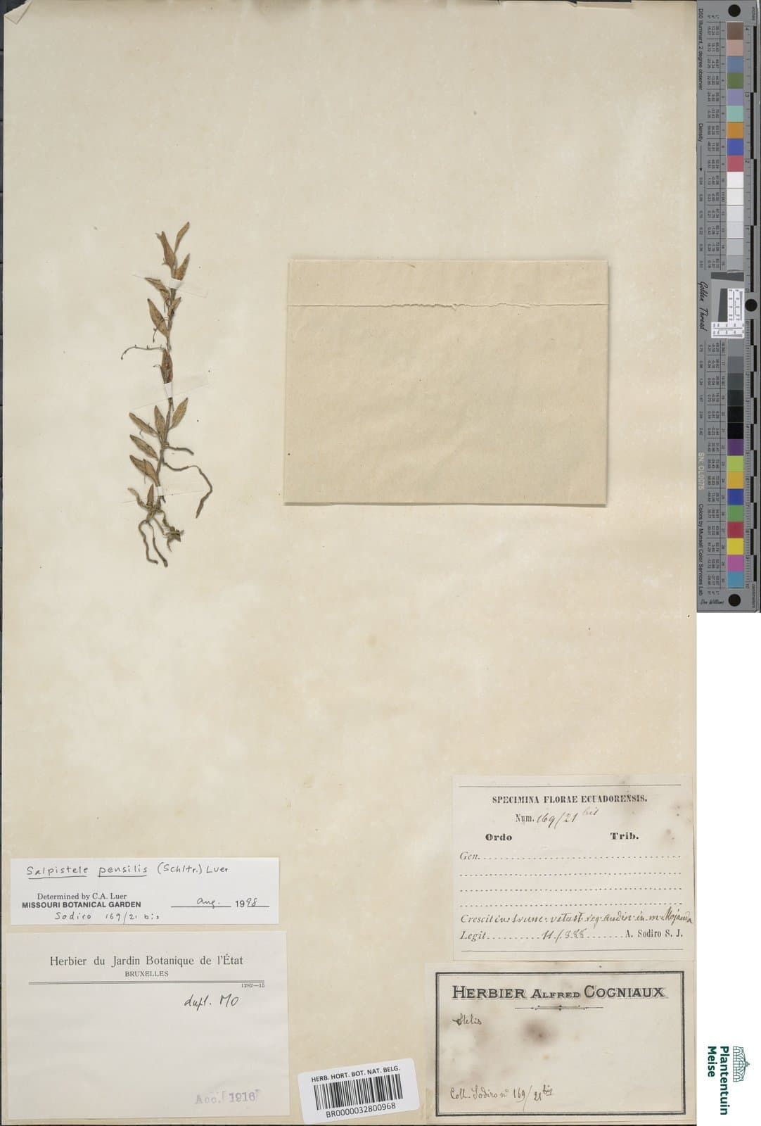 Andinia pensilis (Schltr.) Luer