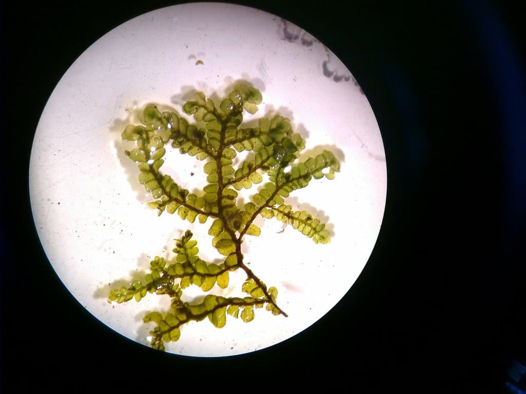 Porella pinnata L.