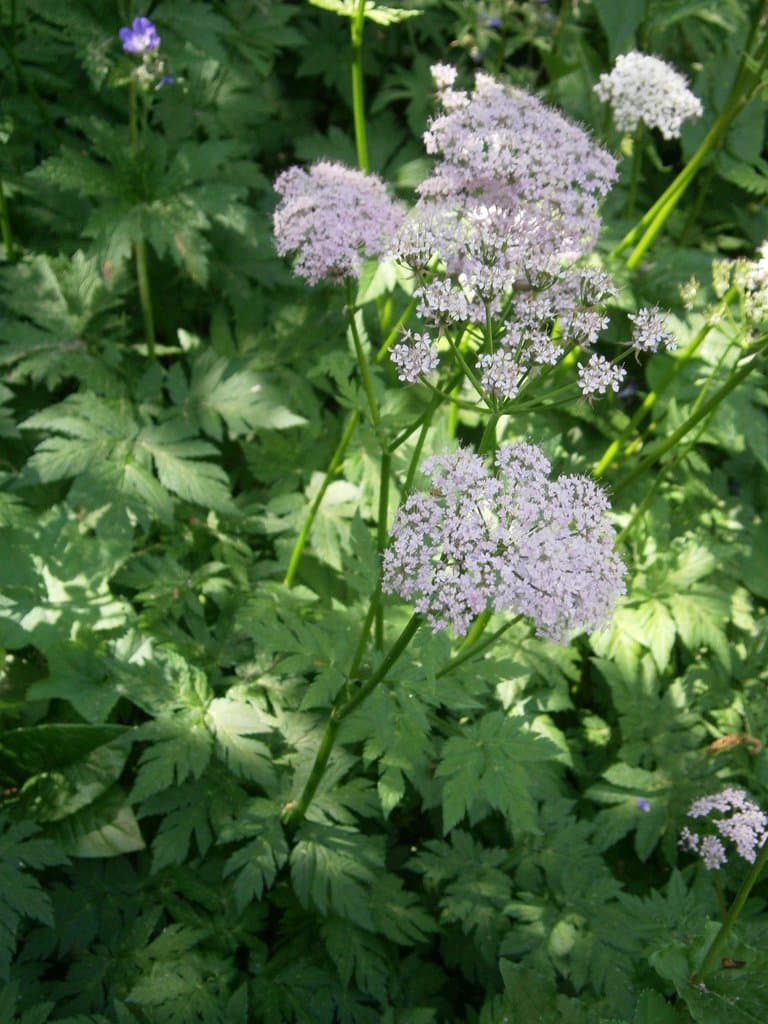 Chaerophyllum hirsutum L.
