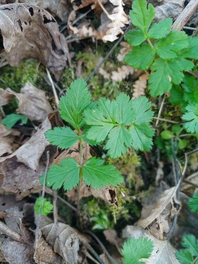 Parapimpinella siifolia (Leresche) Fern.Prieto, Sanna & Arjona