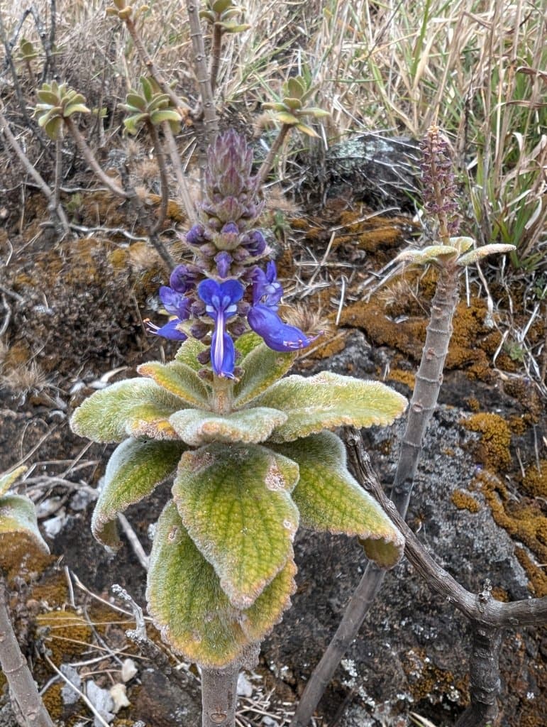 Coleus amoenus (P.I.Forst.) P.I.Forst.