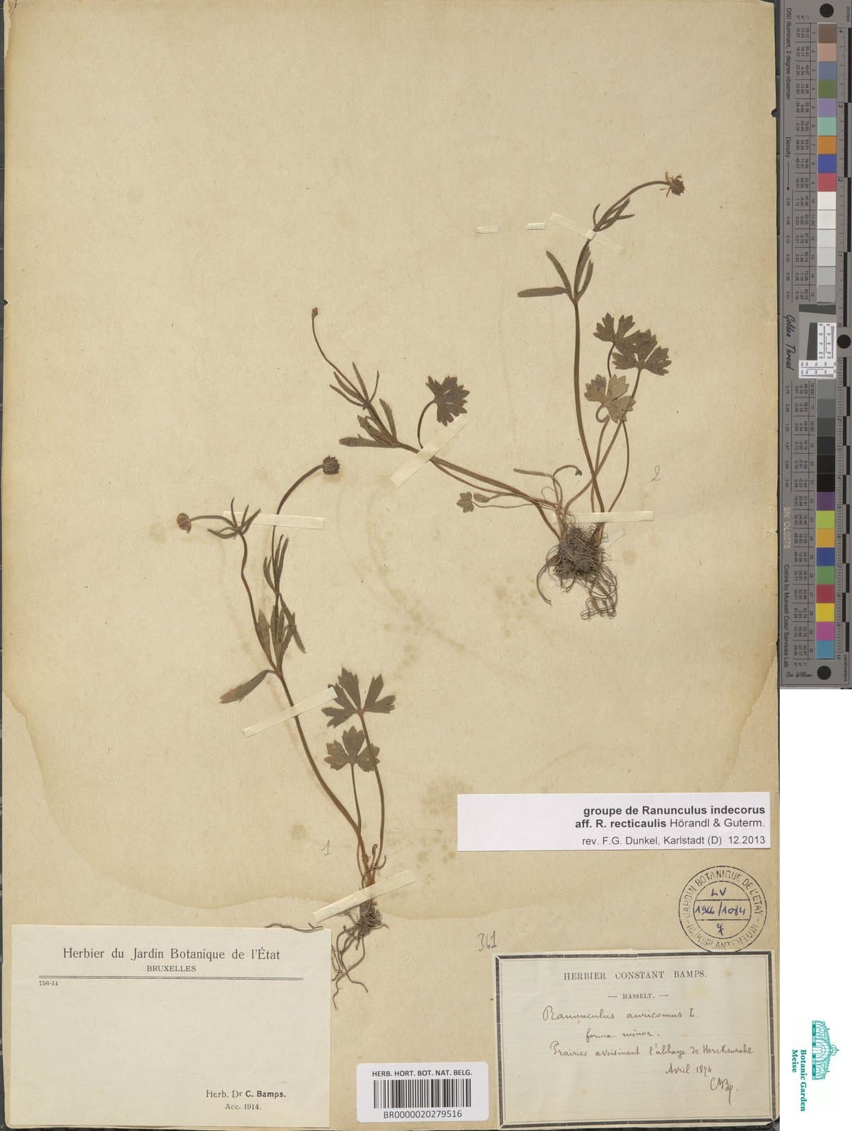 Ranunculus recticaulis Hörandl & Gutermann