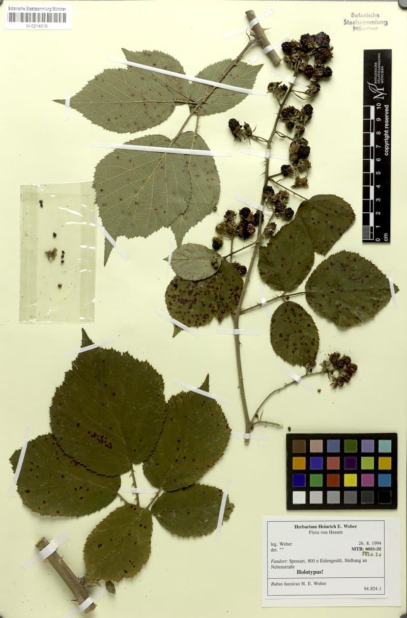 Rubus hassicus H.E.Weber