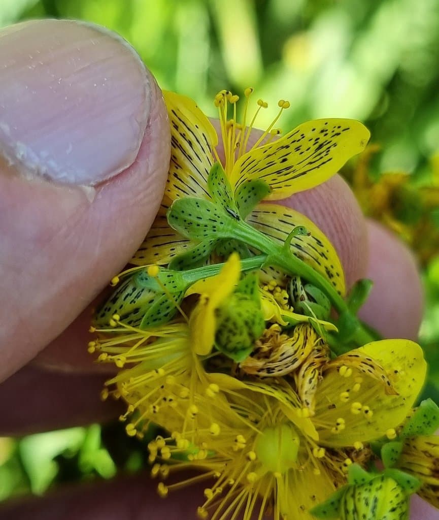 Hypericum maculatum Crantz