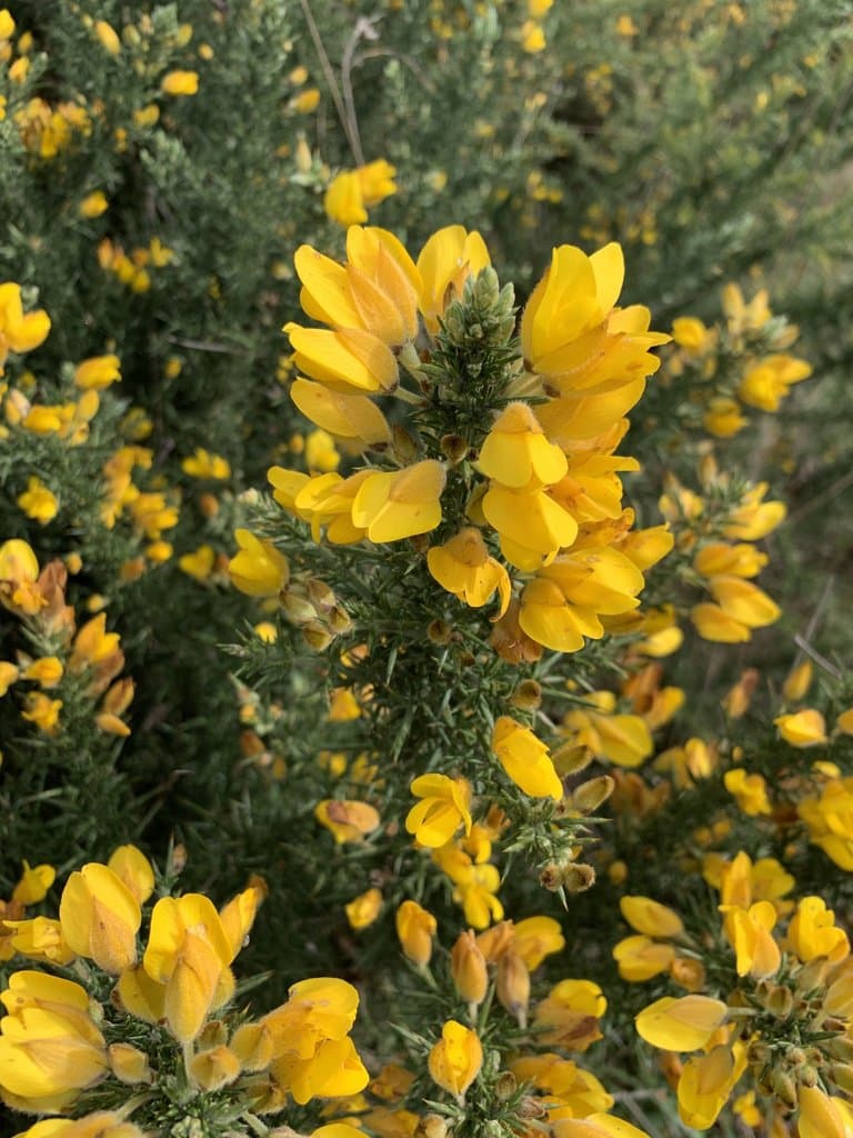 Ulex europaeus L.