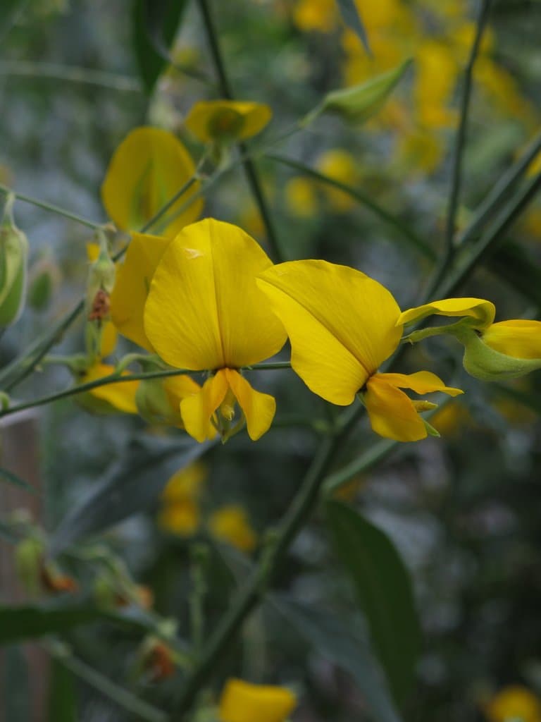 Crotalaria juncea L.