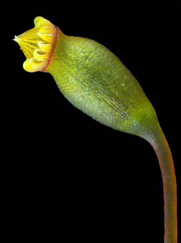 Sematophyllum demissum (Wilson) Mitt.