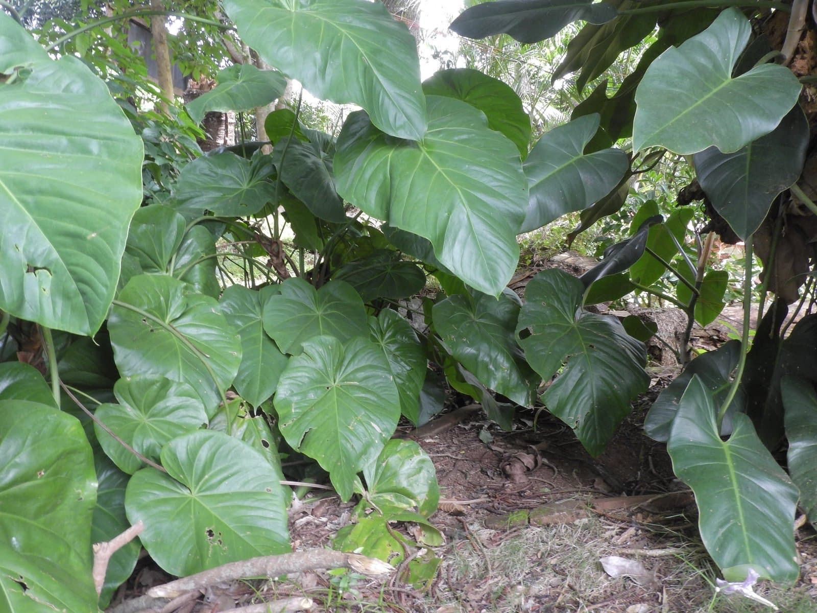 Anthurium faustomirandae Pérez-Farr. & Croat