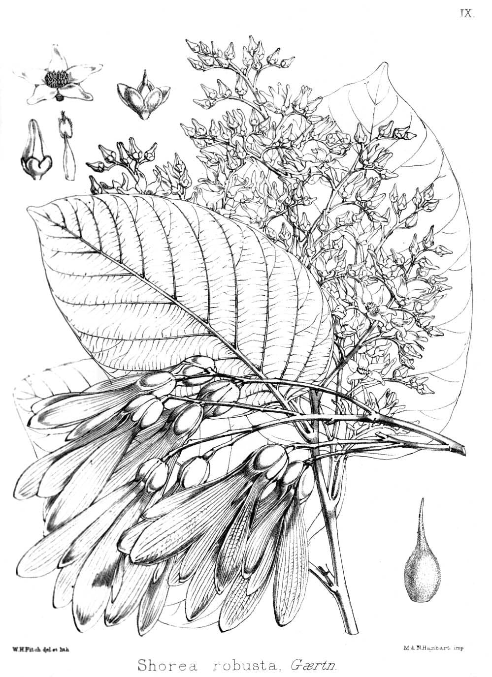 Shorea robusta Gaertn.