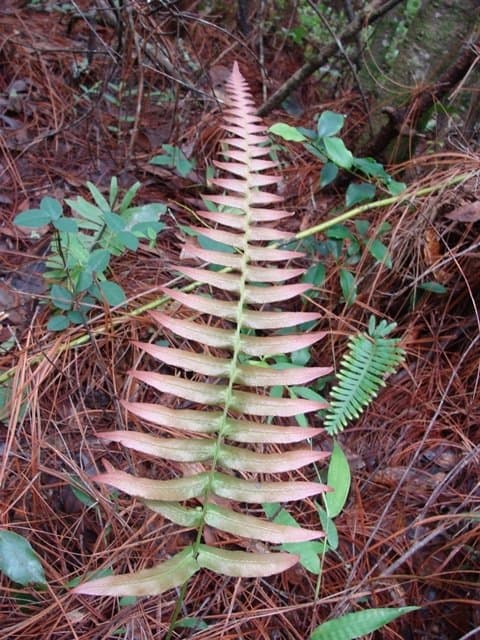 Blechnum occidentale L.