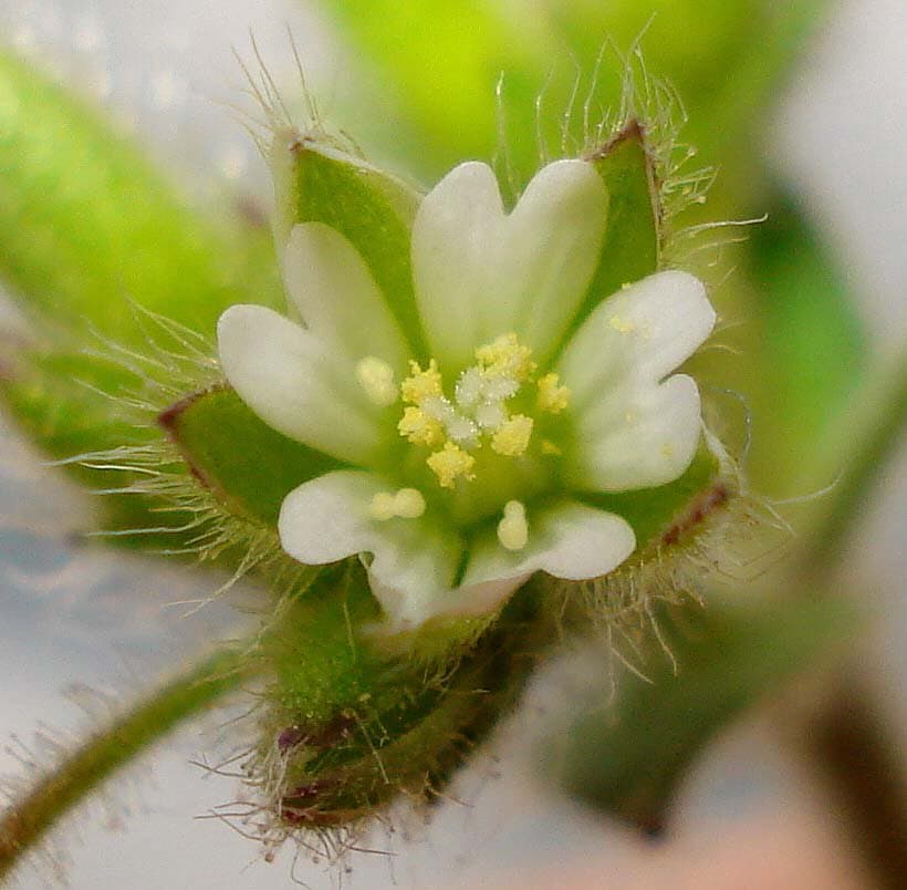 Cerastium brachypetalum Desp. ex Pers.