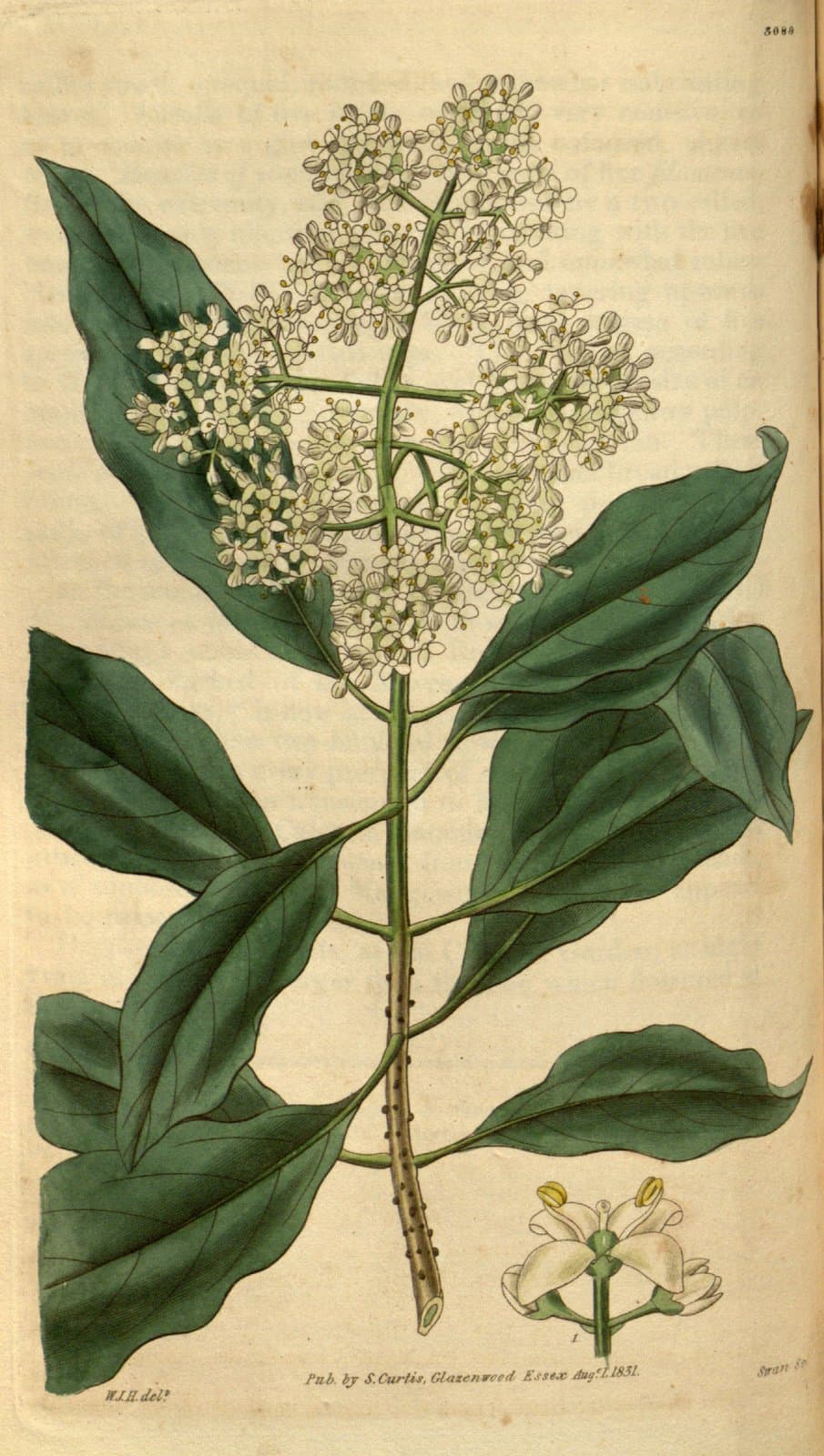 Olea schliebenii Knobl.