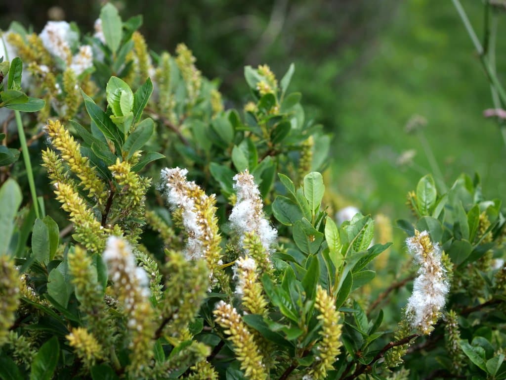 Salix waldsteiniana Willd.