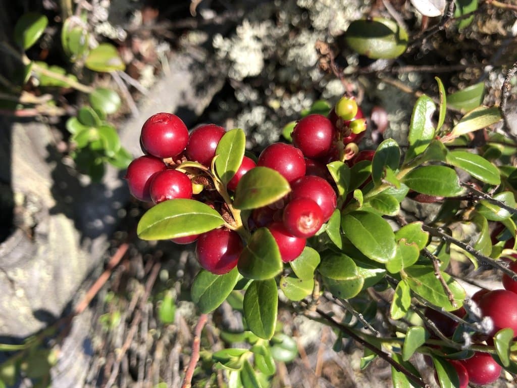 Vaccinium vitis-idaea L.