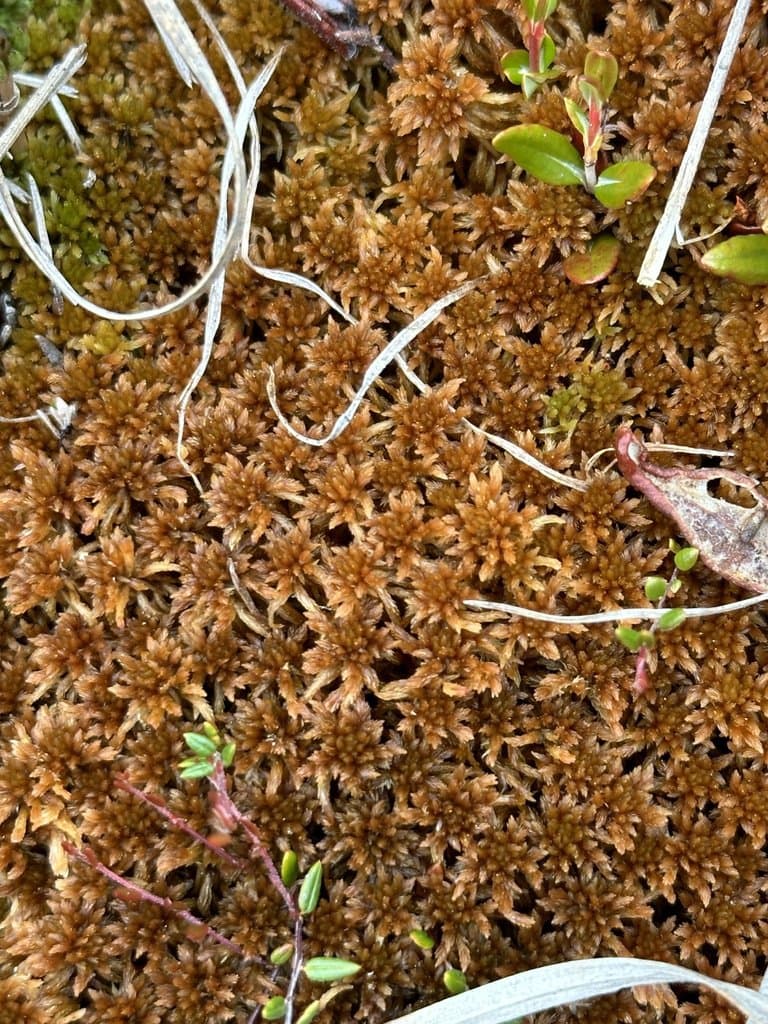 Sphagnum fuscum (Schimp.) H.Klinggr.