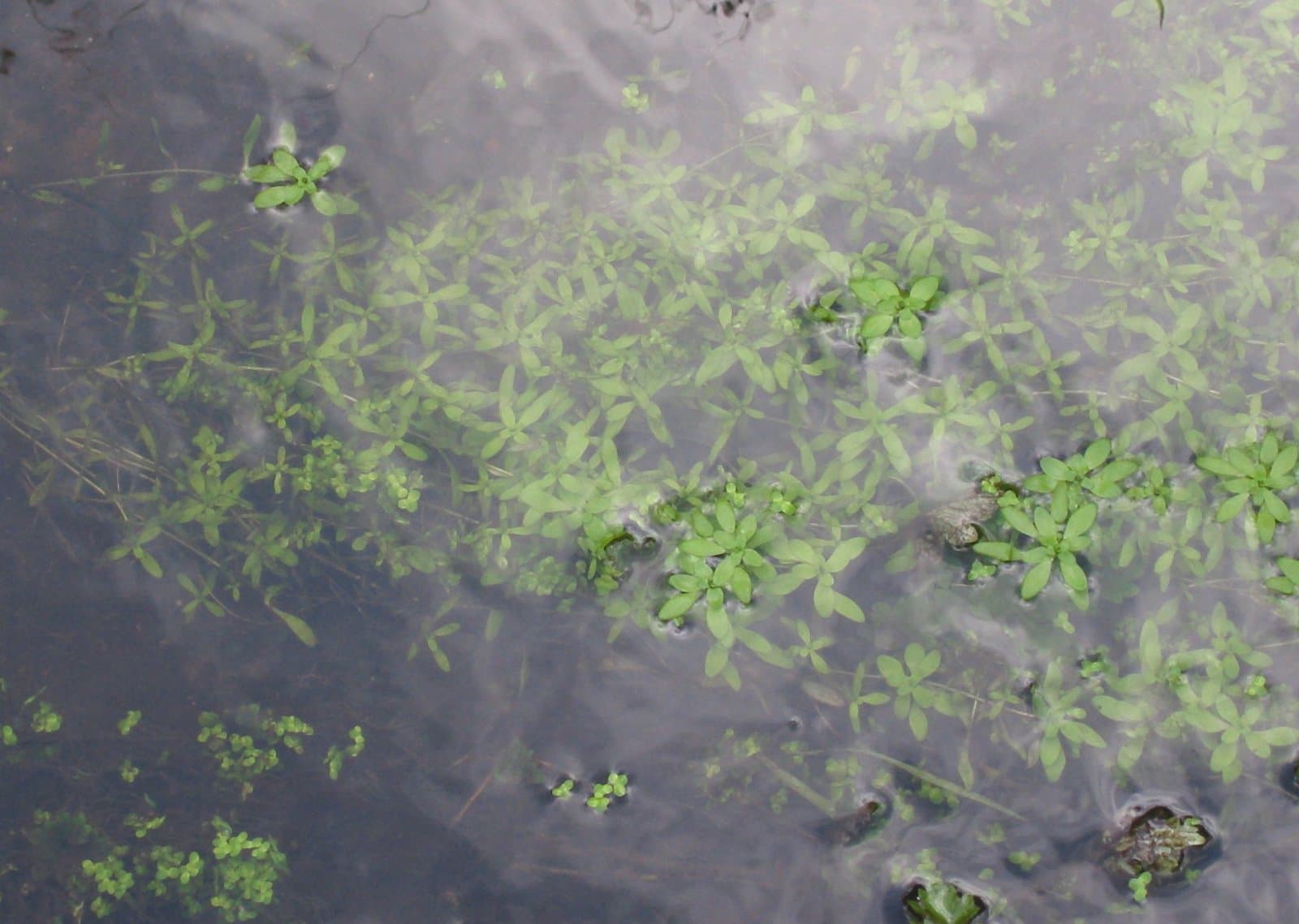 Callitriche platycarpa Kütz.