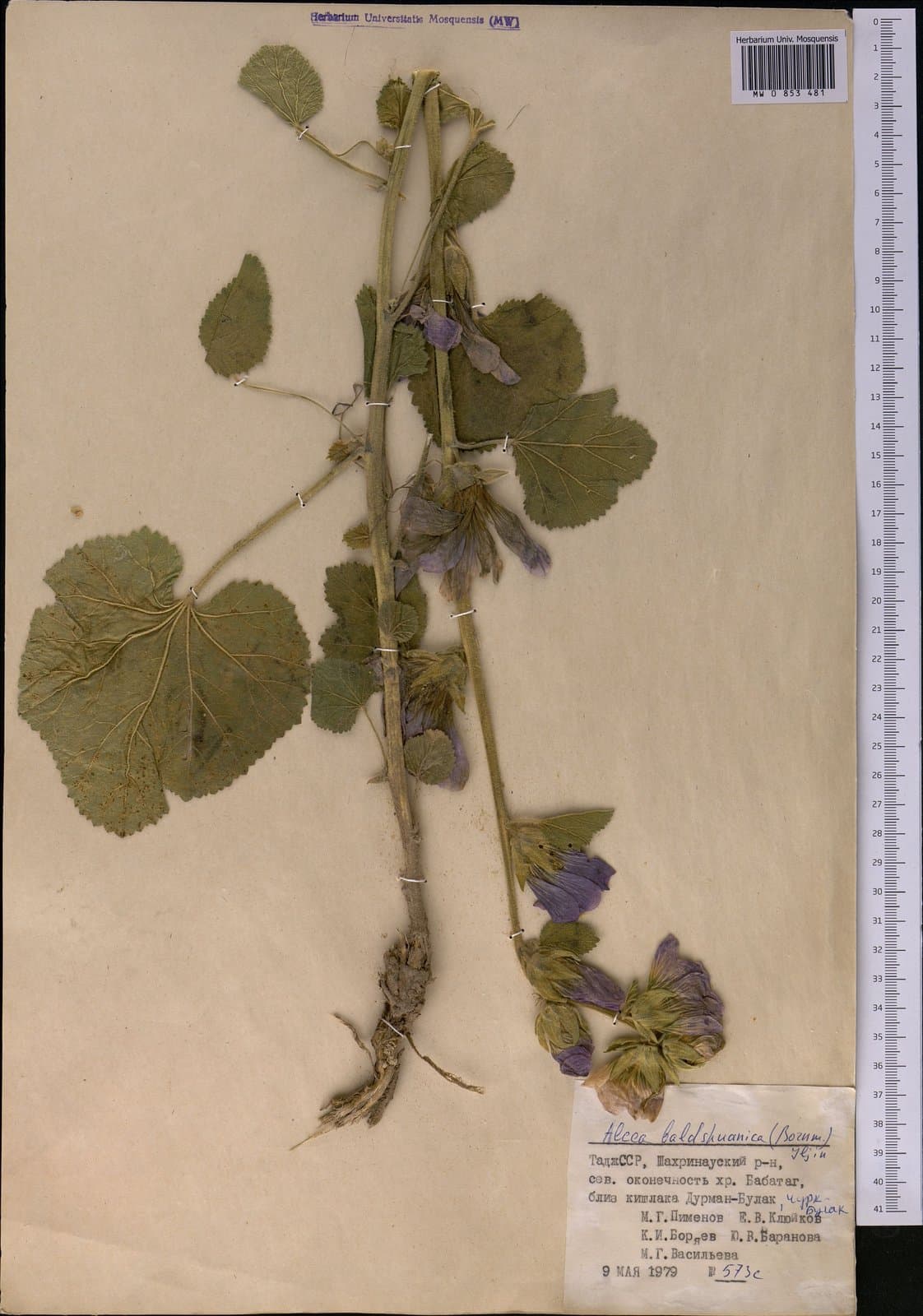 Alcea baldshuanica (Bornm.) Iljin