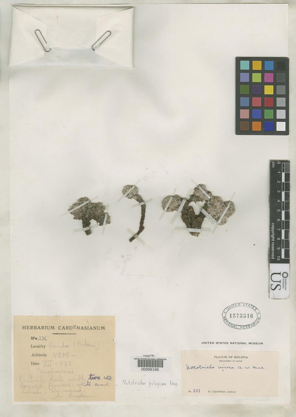 Nototriche polygama Krapov.