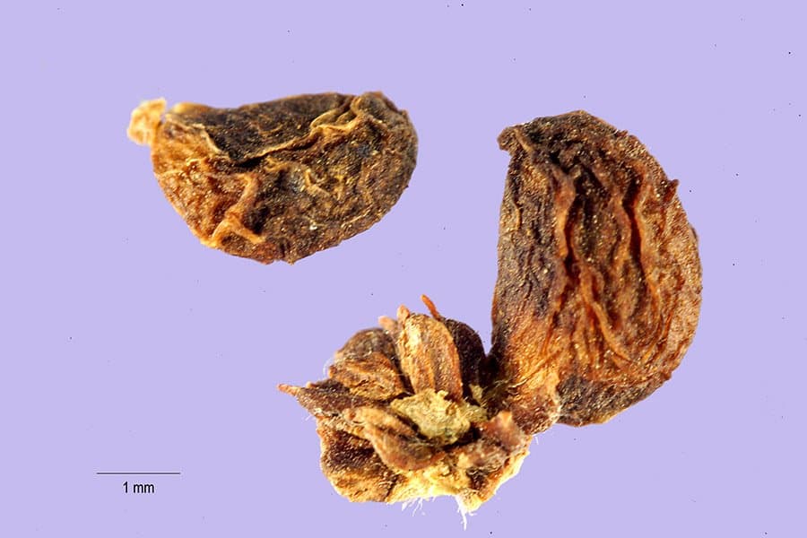 Rubus macrophyllus Weihe