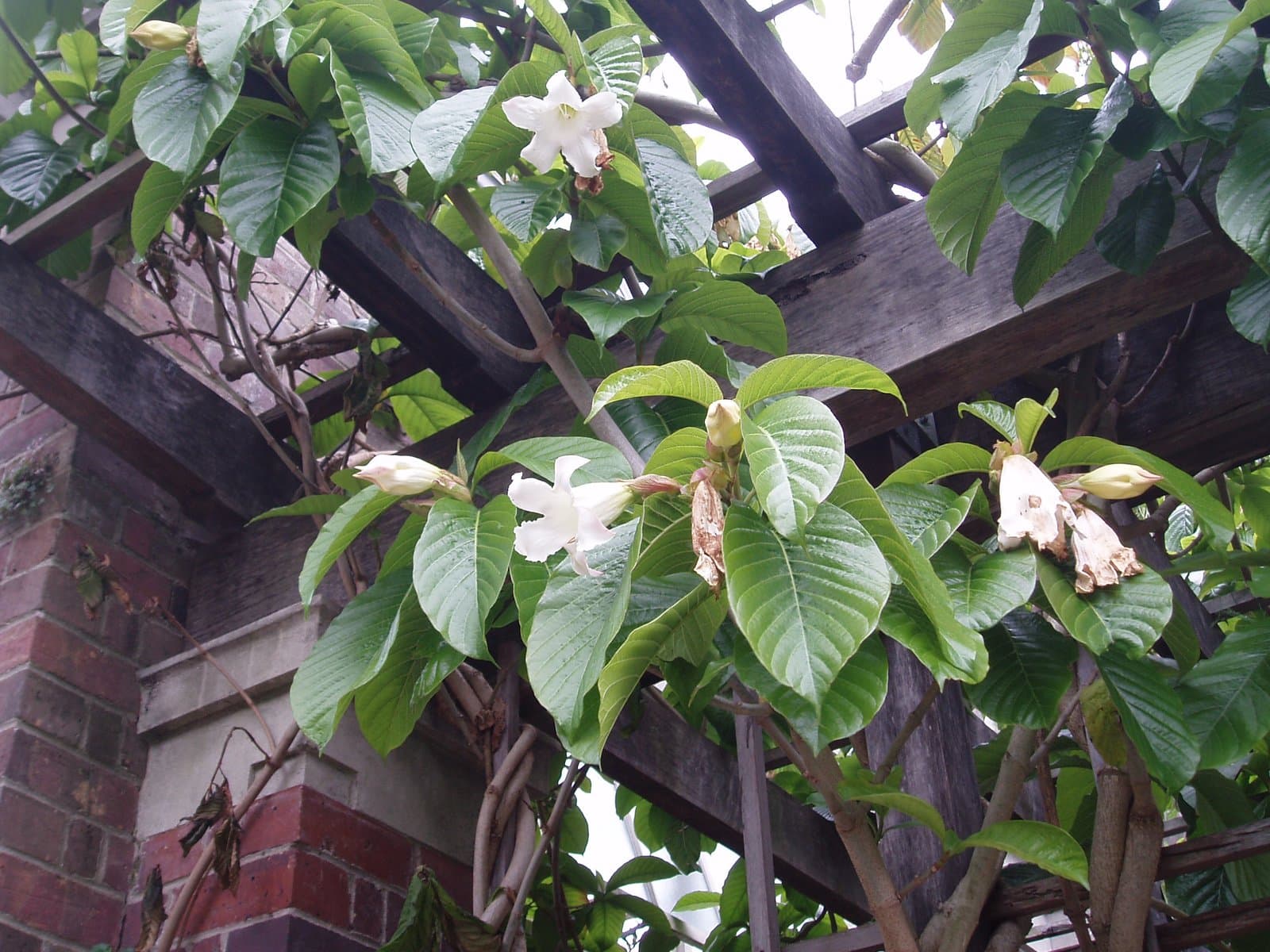 Beaumontia grandiflora Wall.