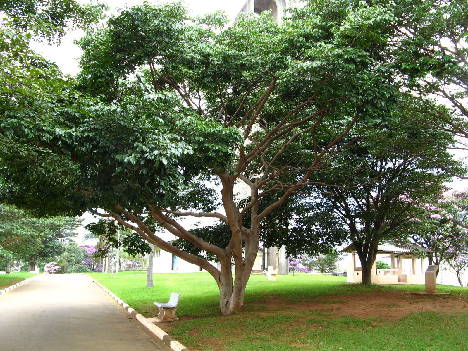 Hymenaea courbaril L.