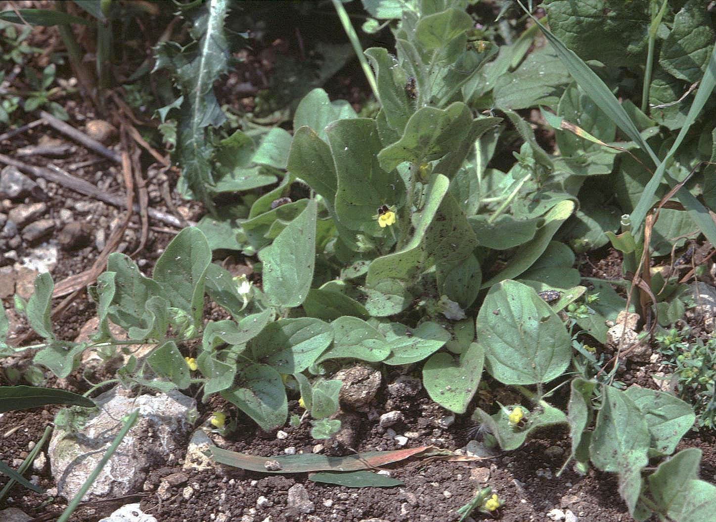 Kickxia spuria (L.) Dumort.