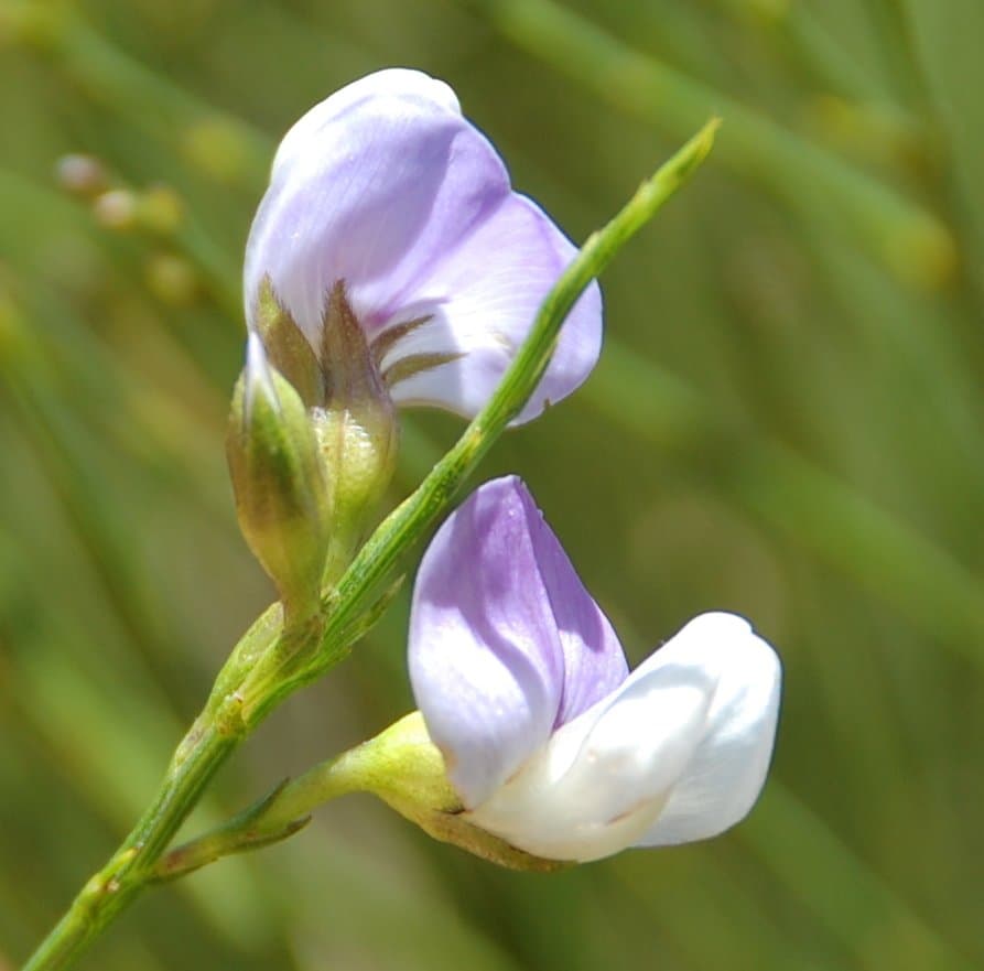 Psoralea gigantea Dludlu, Muasya & C.H.Stirt.