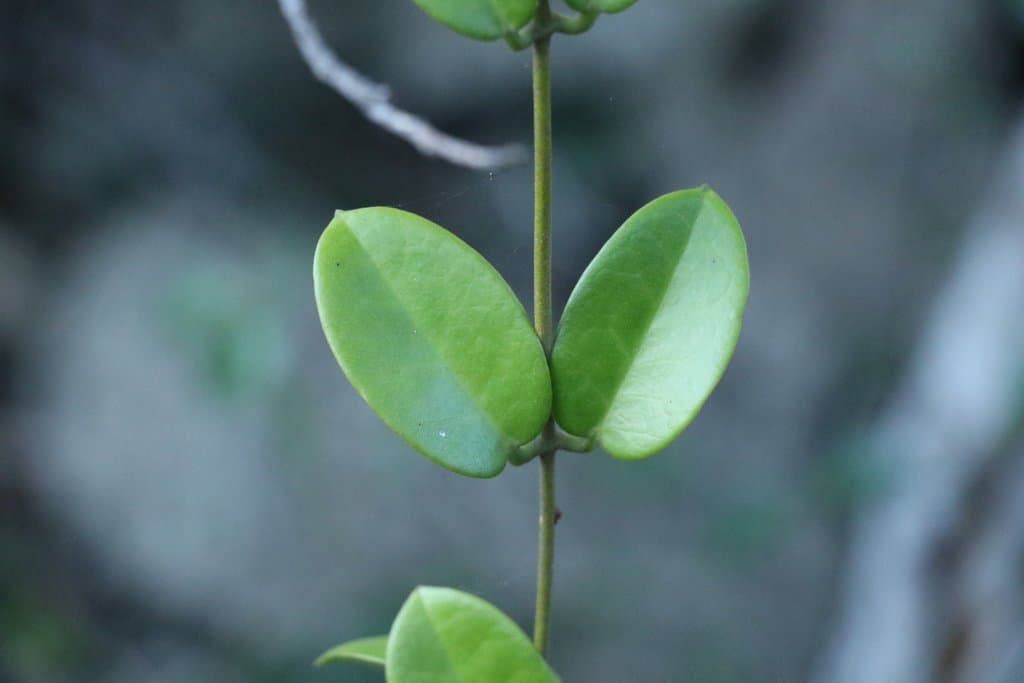 Hoya australis R.Br. ex J.Traill