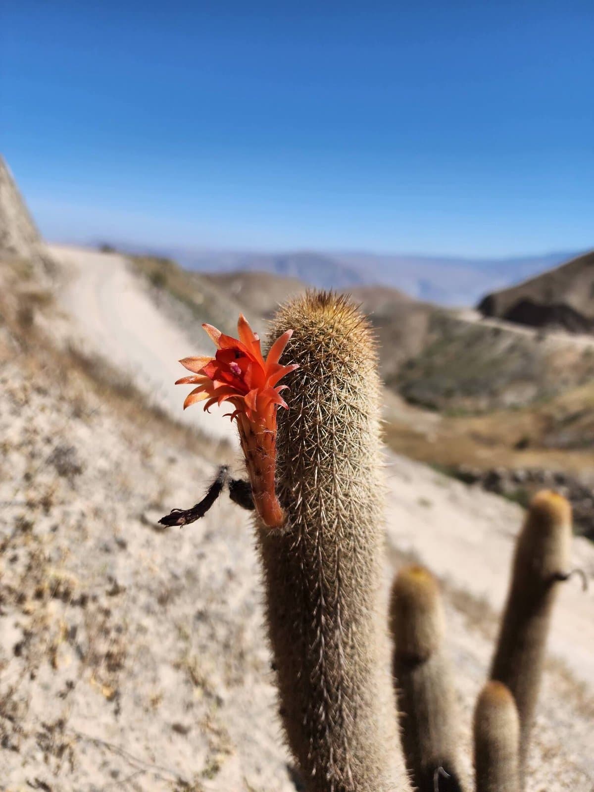 Borzicactus jajoianus (Backeb.) Backeb.