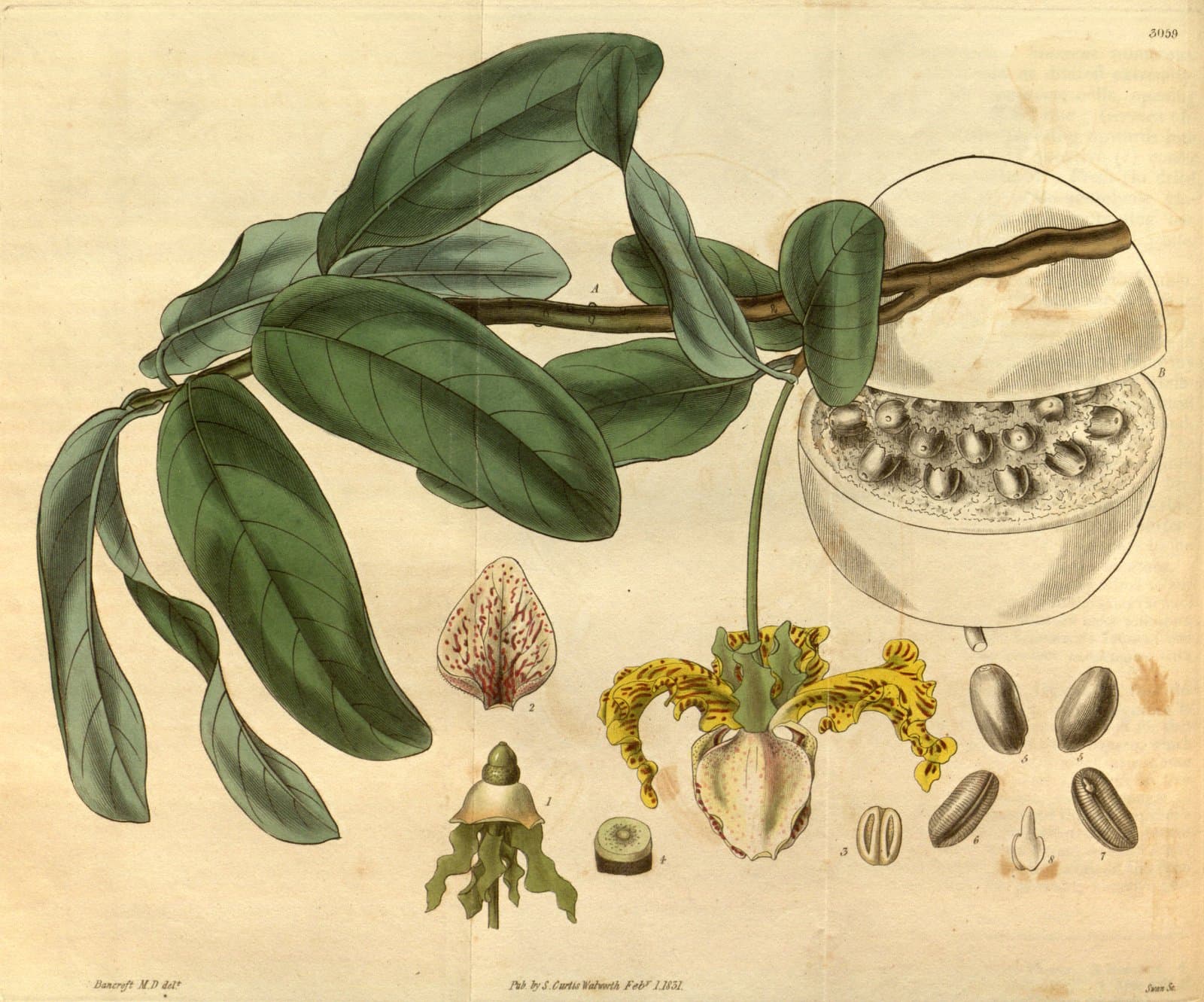 Monodora myristica (Gaertn.) Dunal