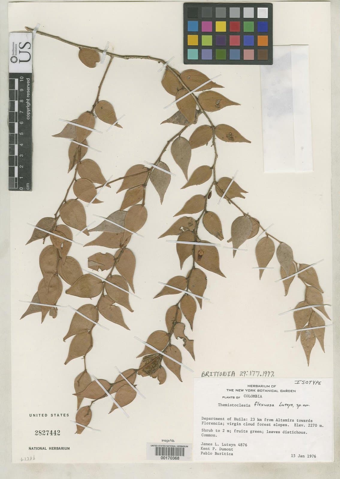 Themistoclesia flexuosa Luteyn