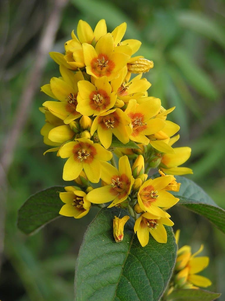 Lysimachia vulgaris L.
