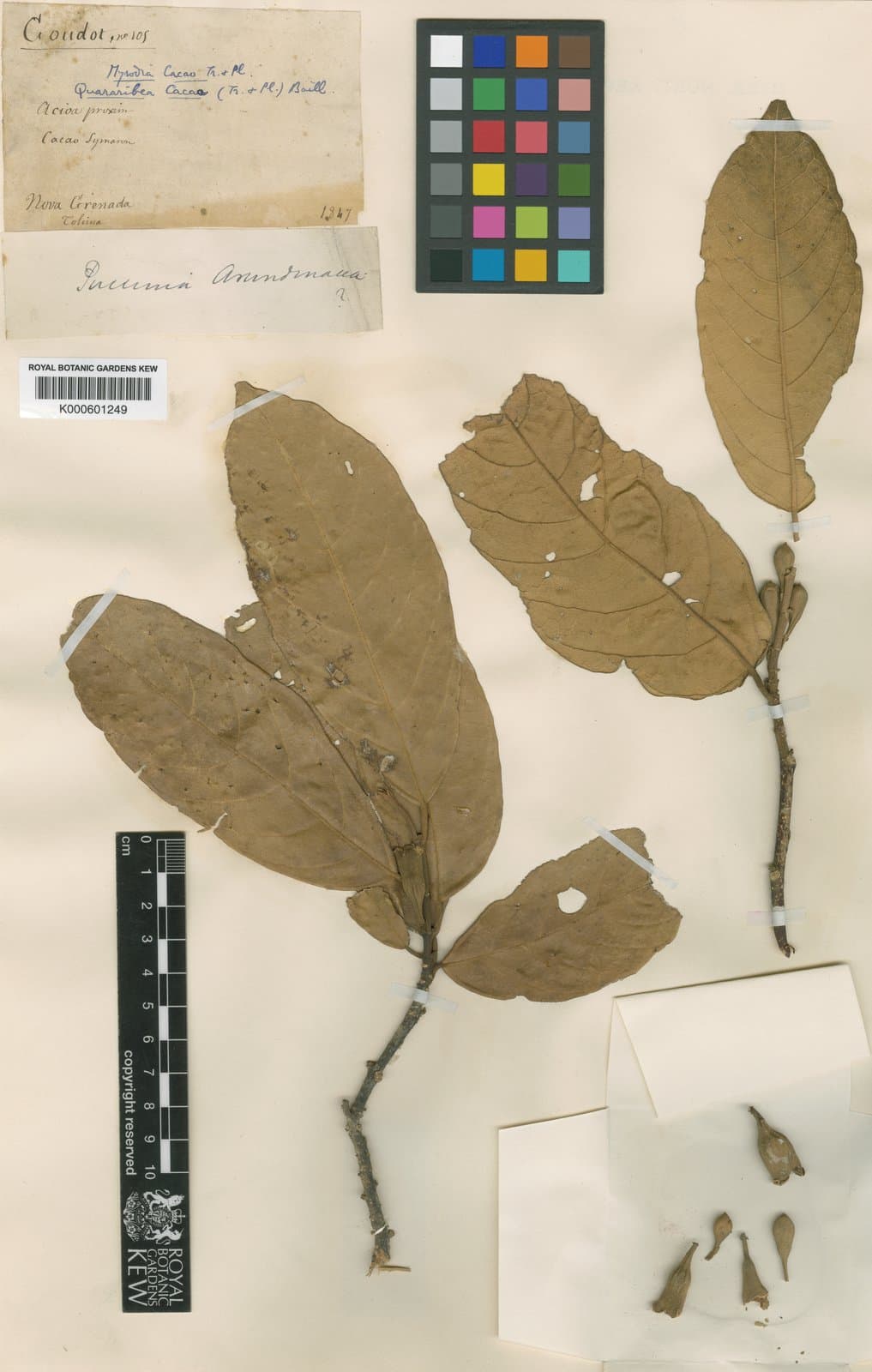 Quararibea cacao (Triana & Planch.) Baill.