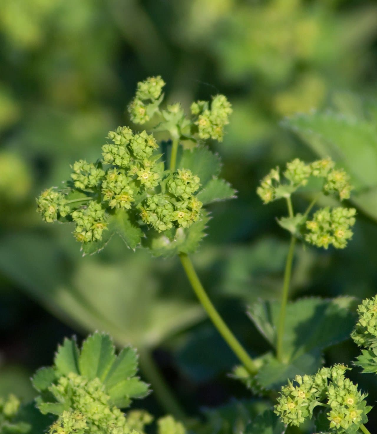 Alchemilla monticola Opiz